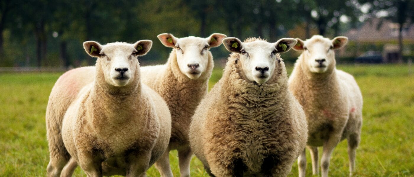 The Sleep Myth Buster: Why Counting Sheep Keeps You Awake