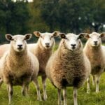 why counting sheep doesnt work
