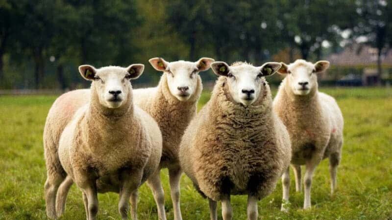 The Sleep Myth Buster: Why Counting Sheep Keeps You Awake