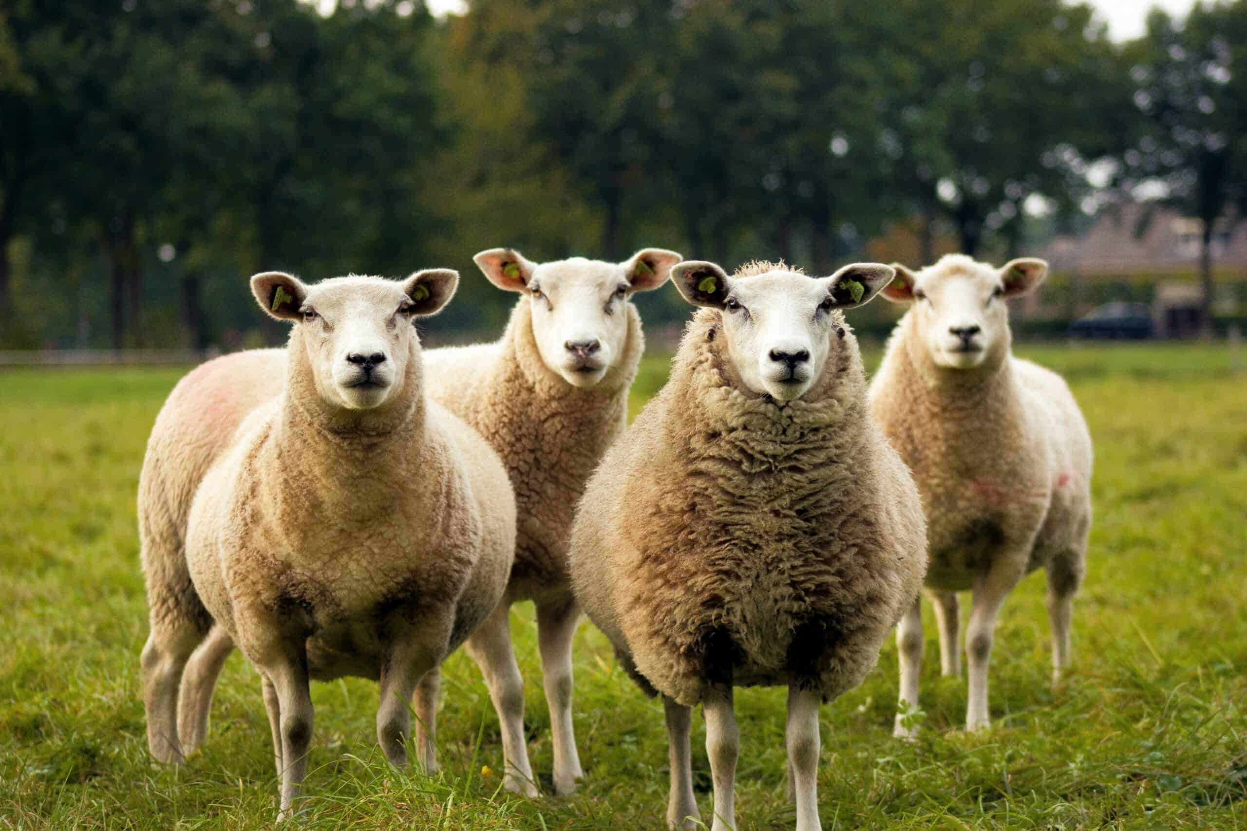 The Sleep Myth Buster: Why Counting Sheep Keeps You Awake